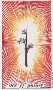 Ace of Wands Wild Unknown Tarot
